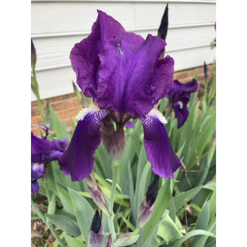Iris germanica Purple - Kerti nőszirom