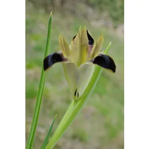 Hermodactylus tuberosa - Kígyófejű írisz
