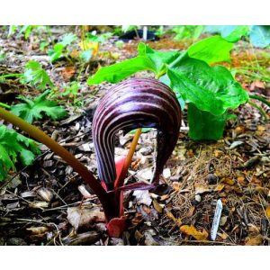 arisaema-franchetianum