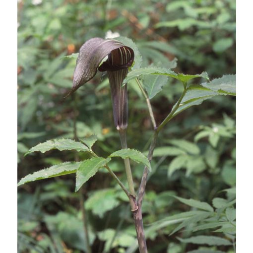 Arisaema serratum - Kontyvirág