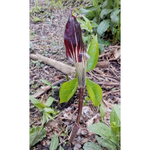 arisaema-triphyllum