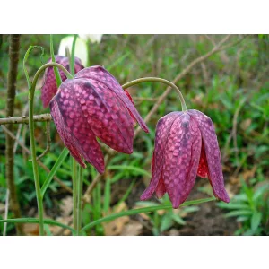 Fritillaria meleagris - Kockásliliom