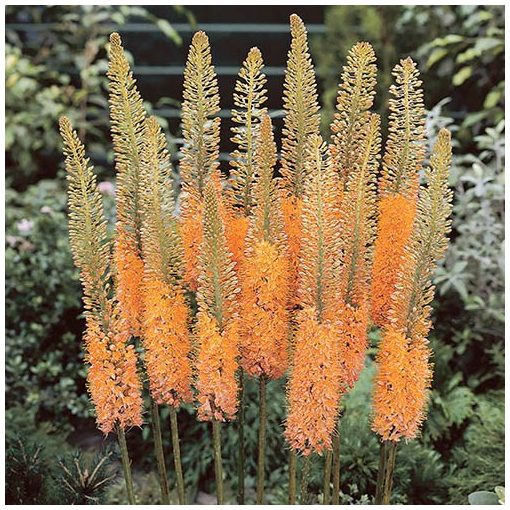 Eremurus Cleopatra - Korbácsliliom