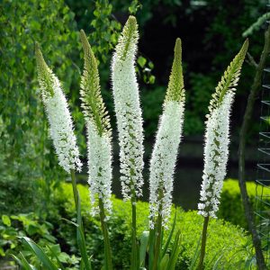 Eremurus White Beauty (I.) - Korbácsliliom