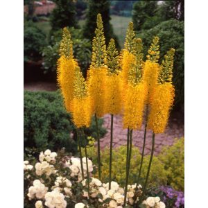 Eremurus bungei - Korbácsliliom