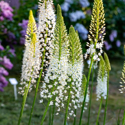 Eremurus himalaicus - Korbácsliliom