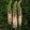 Eremurus robustus - Korbácsliliom