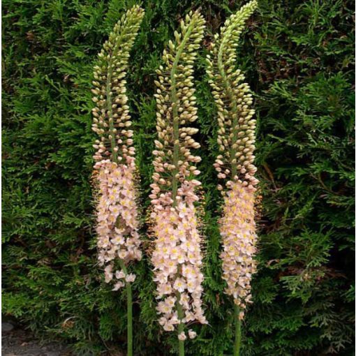 Eremurus robustus - Korbácsliliom