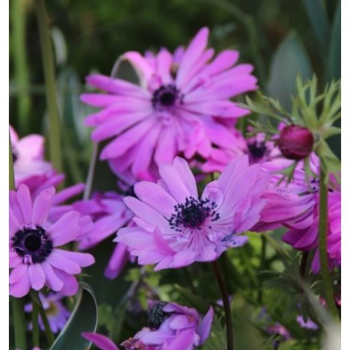 Anemone coronaria Admiral - Koronás szellőrózsa (5/+)