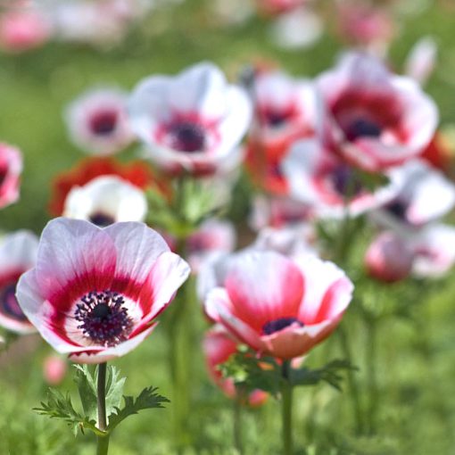 Anemone coronaria Bicolor - Koronás szellőrózsa
