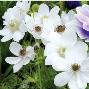 Anemone coronaria Bride - Koronás szellőrózsa