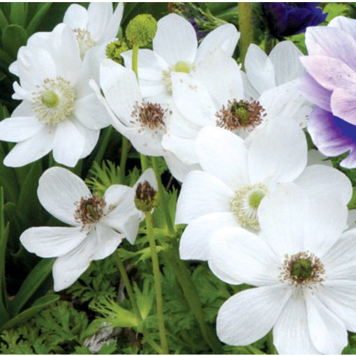 Anemone coronaria Bride - Koronás szellőrózsa