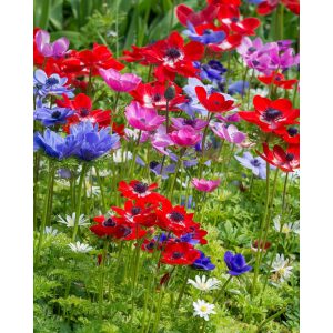 Anemone coronaria De Caen Mix - Koronás szellőrózsa