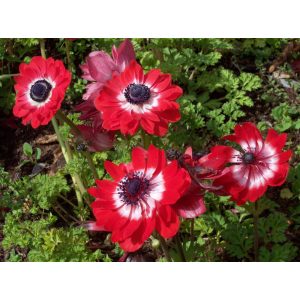 Anemone coronaria Governor - Koronás szellőrózsa