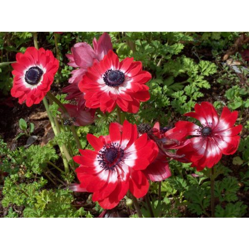 Anemone coronaria Governor - Koronás szellőrózsa