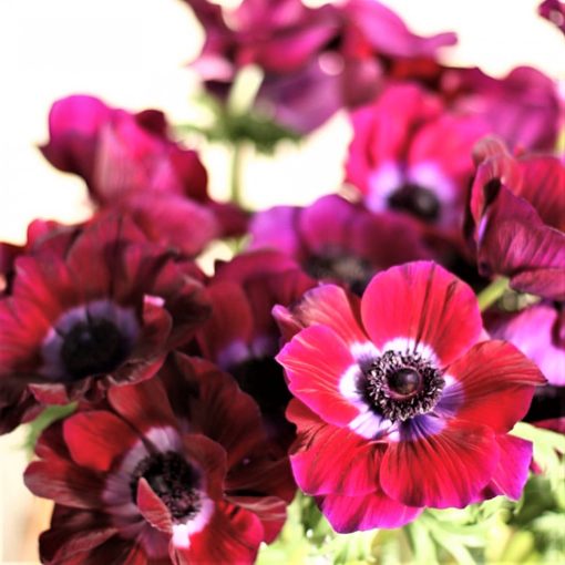 Anemone coronaria Mistral Bordeaux - Koronás szellőrózsa