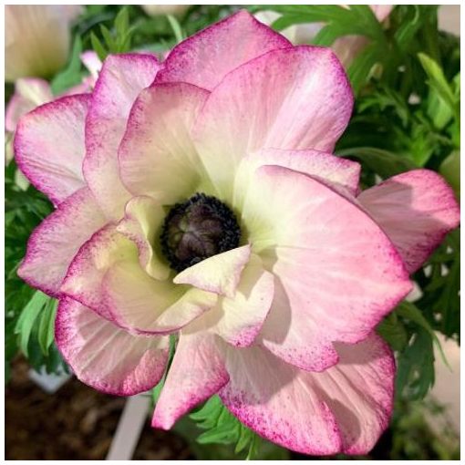 Anemone coronaria Mistral Edge - Koronás szellőrózsa