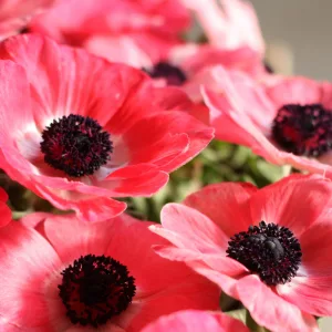  Anemone coronaria Mistral Rosa Shocking - Koronás szellőrózsa