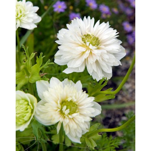 Anemone coronaria Mount Everest - Koronás szellőrózsa