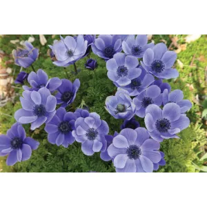 Anemone coronaria Mr. Fokker - Koronás szellőrózsa