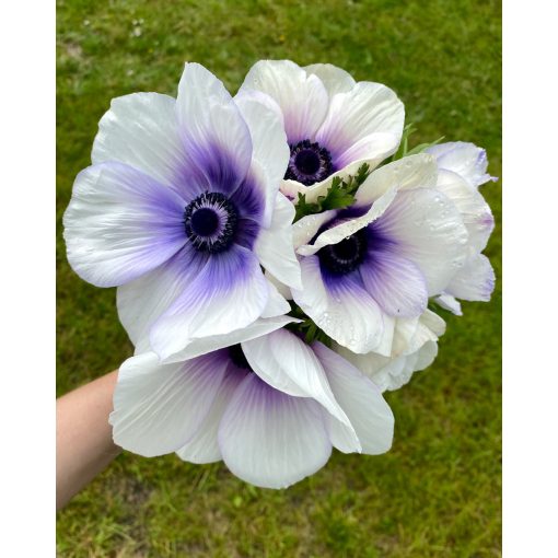 Anemone coronaria Rainbow Blue & White - Koronás szellőrózsa