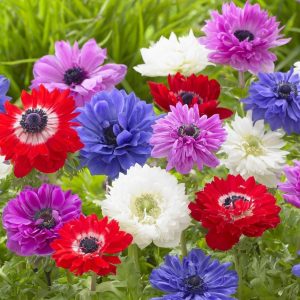 Anemone coronaria St. Brigid Mix - Koronás szellőrózsa