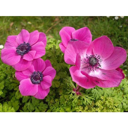 Anemone coronaria Sylphide - Koronás szellőrózsa