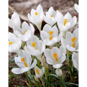 Crocus Ivory Princess - Krókusz