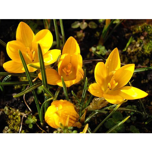 Crocus Saturnus - Krókusz