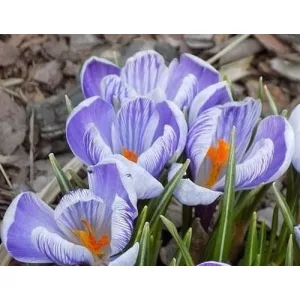 Crocus Sky Blue - Krókusz