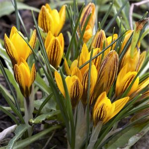 Crocus chrysanthus Fuscotinctus - Krókusz