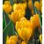 Crocus flavus Golden Yellow - Krókusz