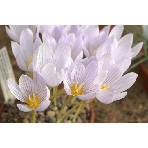 Crocus kotschyanus - Őszi krókusz