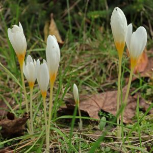 Crocus ochroleucus - Krókusz