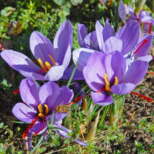 Crocus sativus - Valódi sáfrány