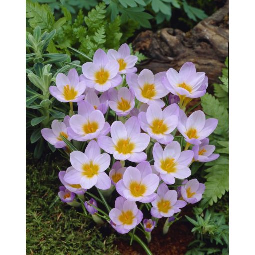 Crocus sieberi Firefly - Krókusz