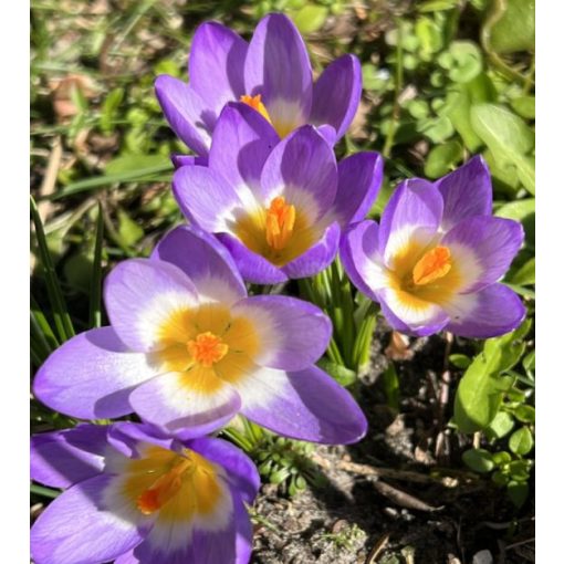 Crocus sieberi supsp. sublimis Tricolor - Krókusz