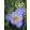 Crocus speciosus - Krókusz