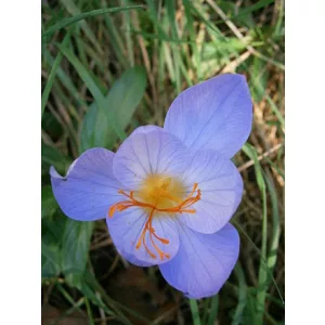 Crocus speciosus - Krókusz
