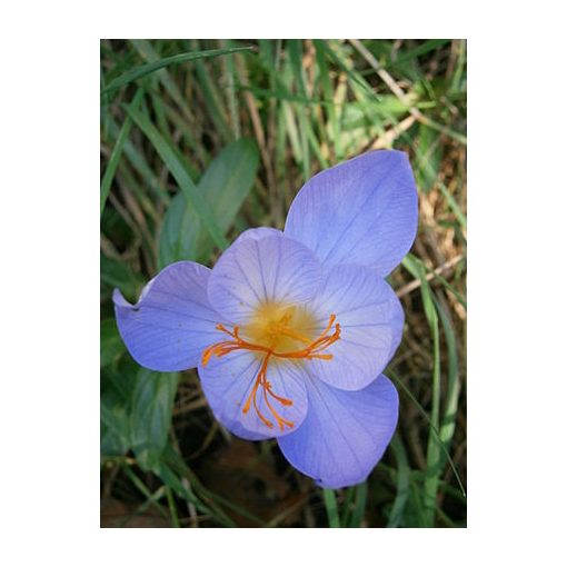 Crocus speciosus - Krókusz