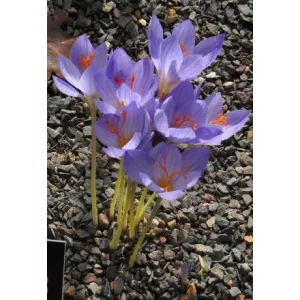 Crocus speciosus Aitchinsonii - Krókusz