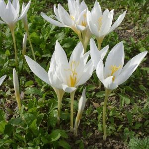 Crocus speciosus Albus - Krókusz