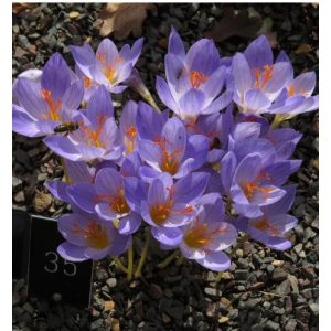 Crocus speciosus Artabir - Krókusz