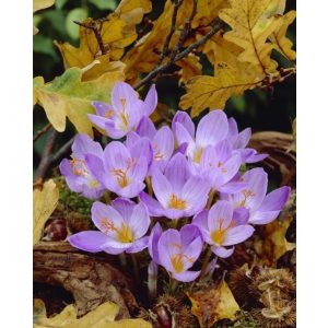 Crocus speciosus Cassiope - Krókusz