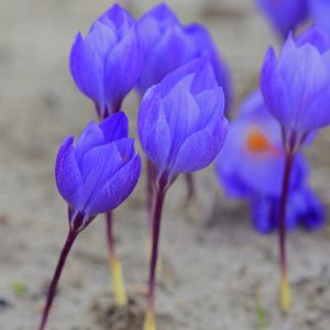 Crocus speciosus Oxonian - Krókusz