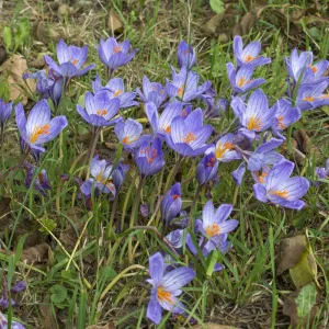Crocus speciosus ssp. speciosus - Krókusz