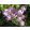 Crocus tommasianus - Krókusz