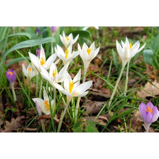 Crocus tommasianus Albus - Krókusz