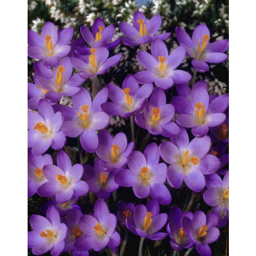 Crocus tommasianus Barrs Purple - Krókusz