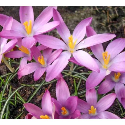 Crocus tommasianus Roseus - Krókusz